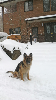 ライザと雪の玄関.jpg